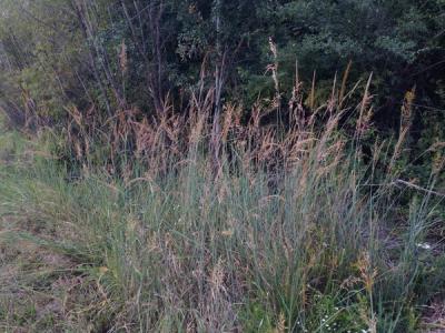 Close-up of Indiangrass