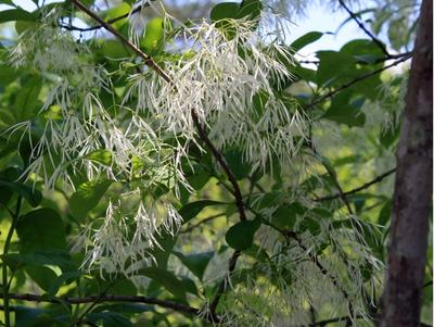Close-up of White Fringetree
