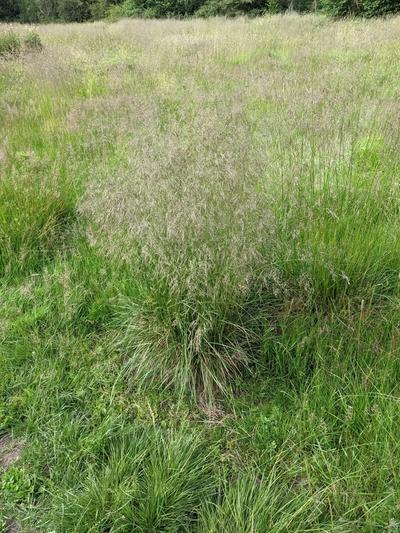 Close-up of Tufted Hairgrass