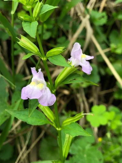 Close-up of Sharpwing Monkeyflower