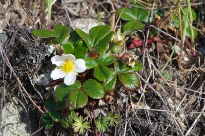 closeup of beach strawberry flower and leaves
