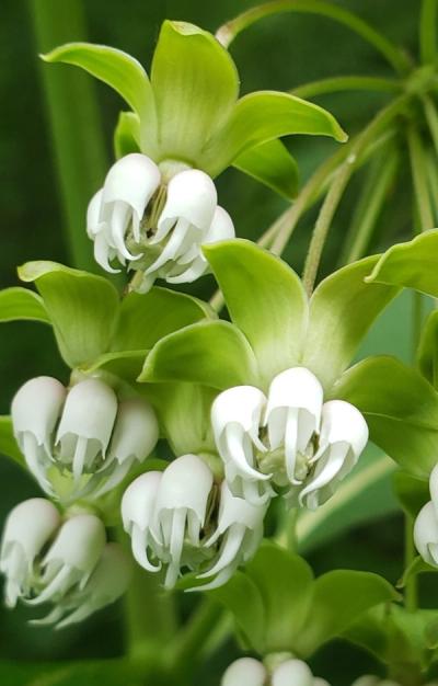 Close-up of Poke Milkweed
