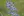 Close-up of Blue False Indigo
