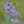 Close-up of Blue False Indigo