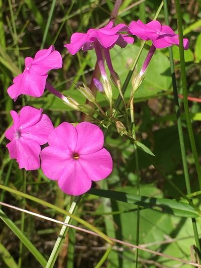 Close-up of Marsh Phlox