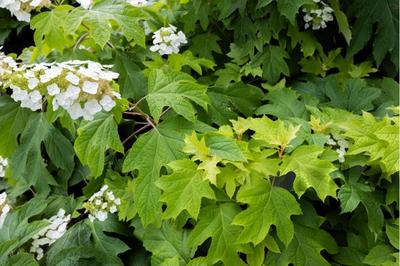 Close-up of Oakleaf Hydrangea