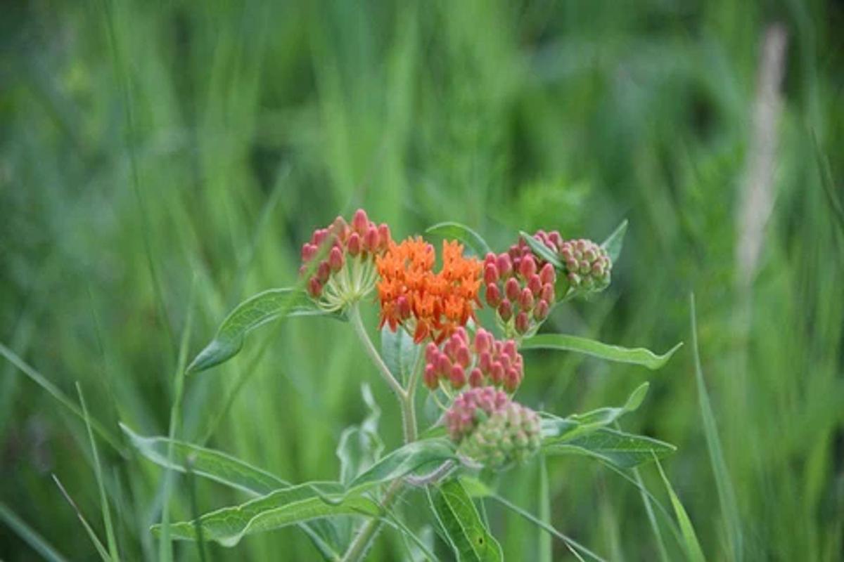 Butterfly weed on an overcast day