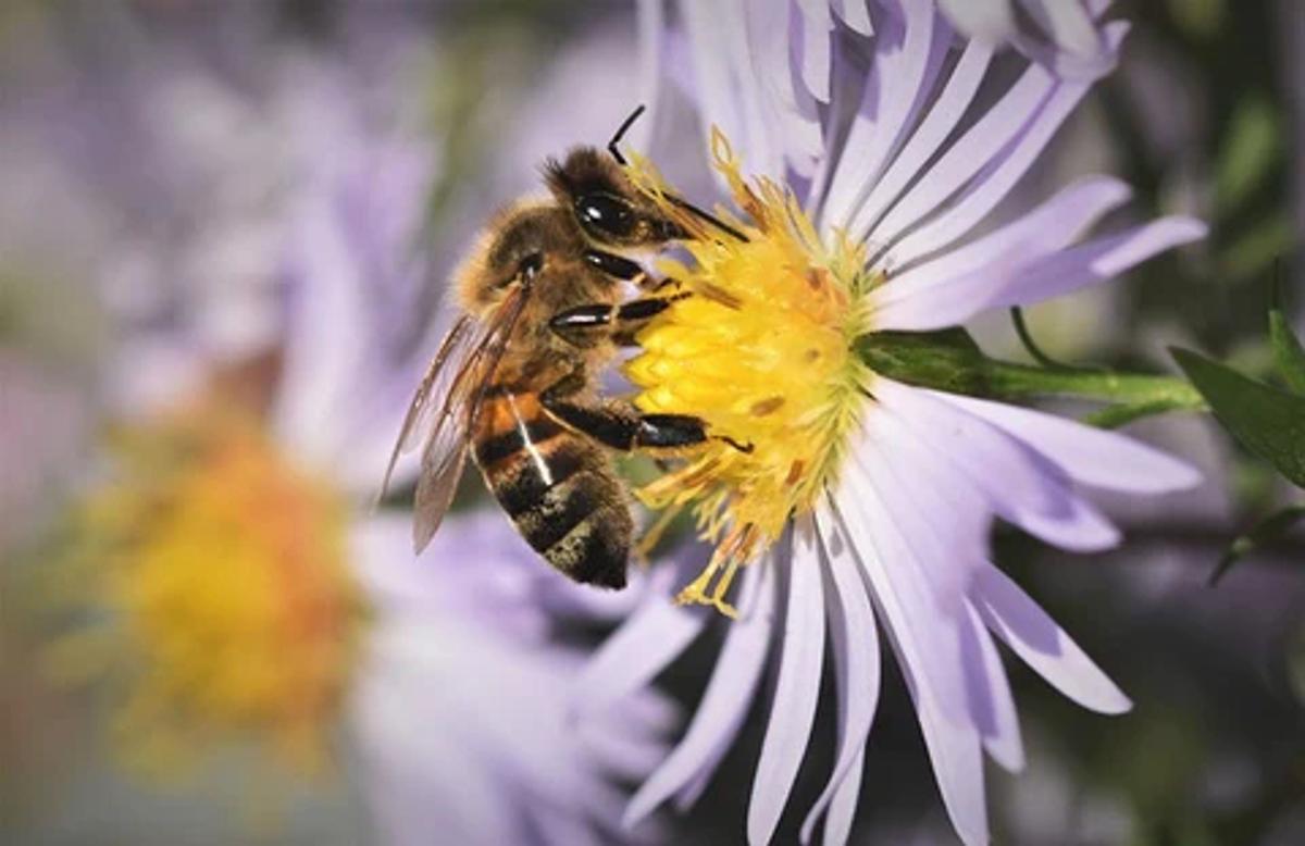 honey bee on a purple aster