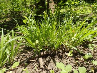Close-up of Common Wood Sedge