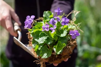 Hands holding a Common Blue Violet that is ready to plant