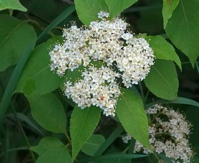 Close-up of Nannyberry Viburnum