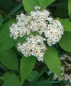 Close-up of Nannyberry Viburnum