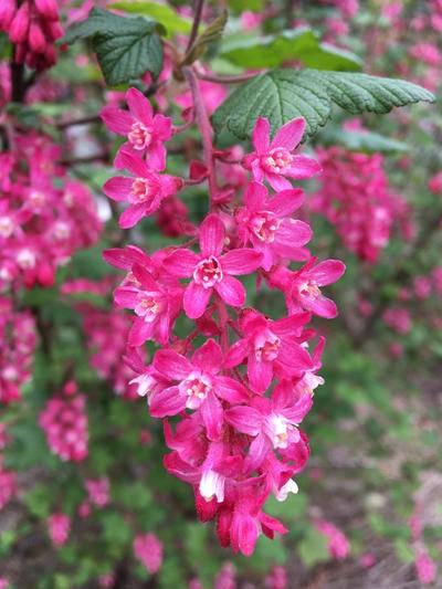 Close-up of Red-Flowering Currant