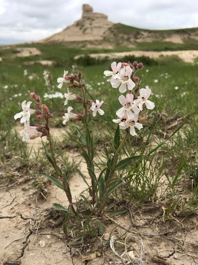 Close-up of White-Flower Beardtongue