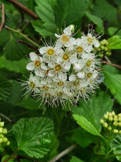 Close-up of Common Ninebark