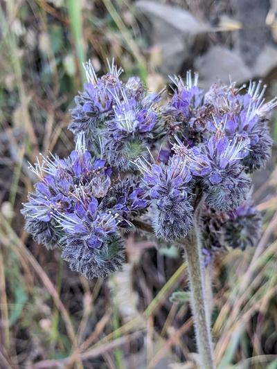 Close-up of Rock Phacelia