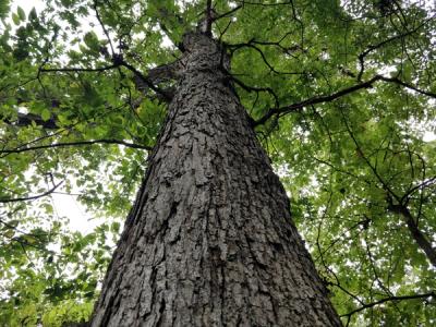 Close-up of White Oak