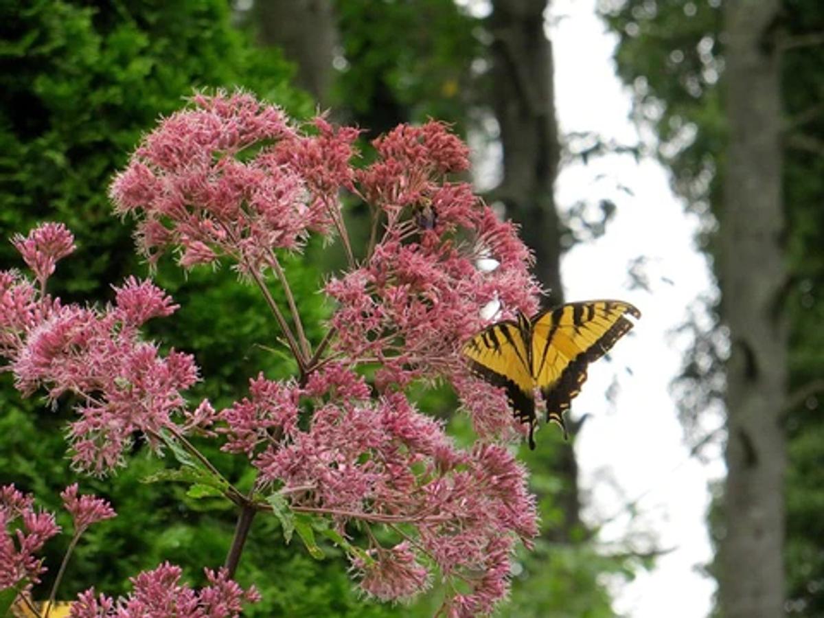 Yellow Tiger Swallowtail butterfly on pink Joe Pye Weed flowers