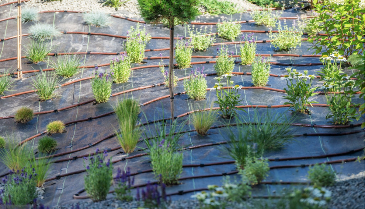 Drought-tolerant landscape designed with water zones, drip irrigation and open plant crowns.