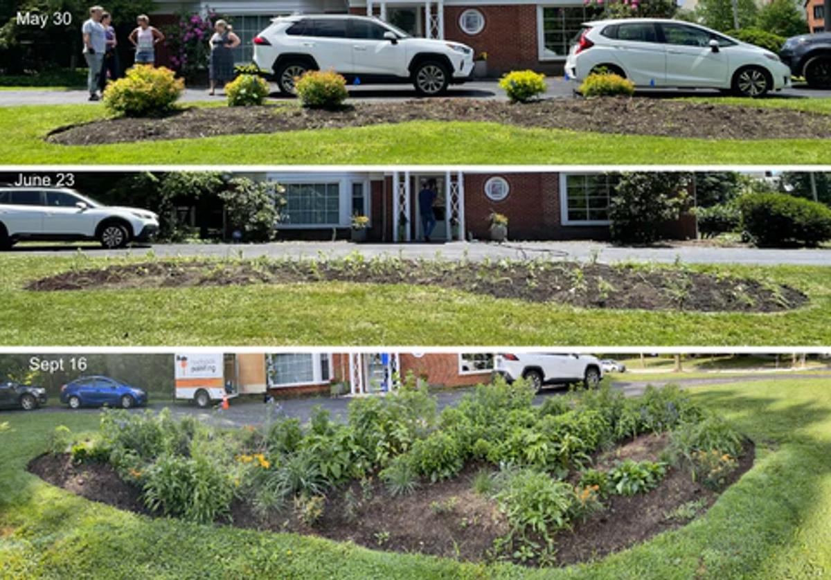 Collage showing progress in a garden project from an empty garden bed to a more fully established native plant garden