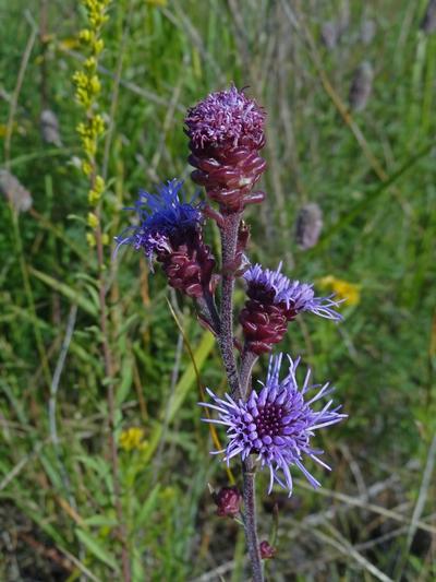 Close-up of Meadow Blazing Star