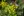 Close-up of Golden Alexanders
