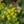 Close-up of Golden Alexanders