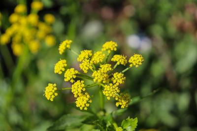 Close-up of Golden Alexanders