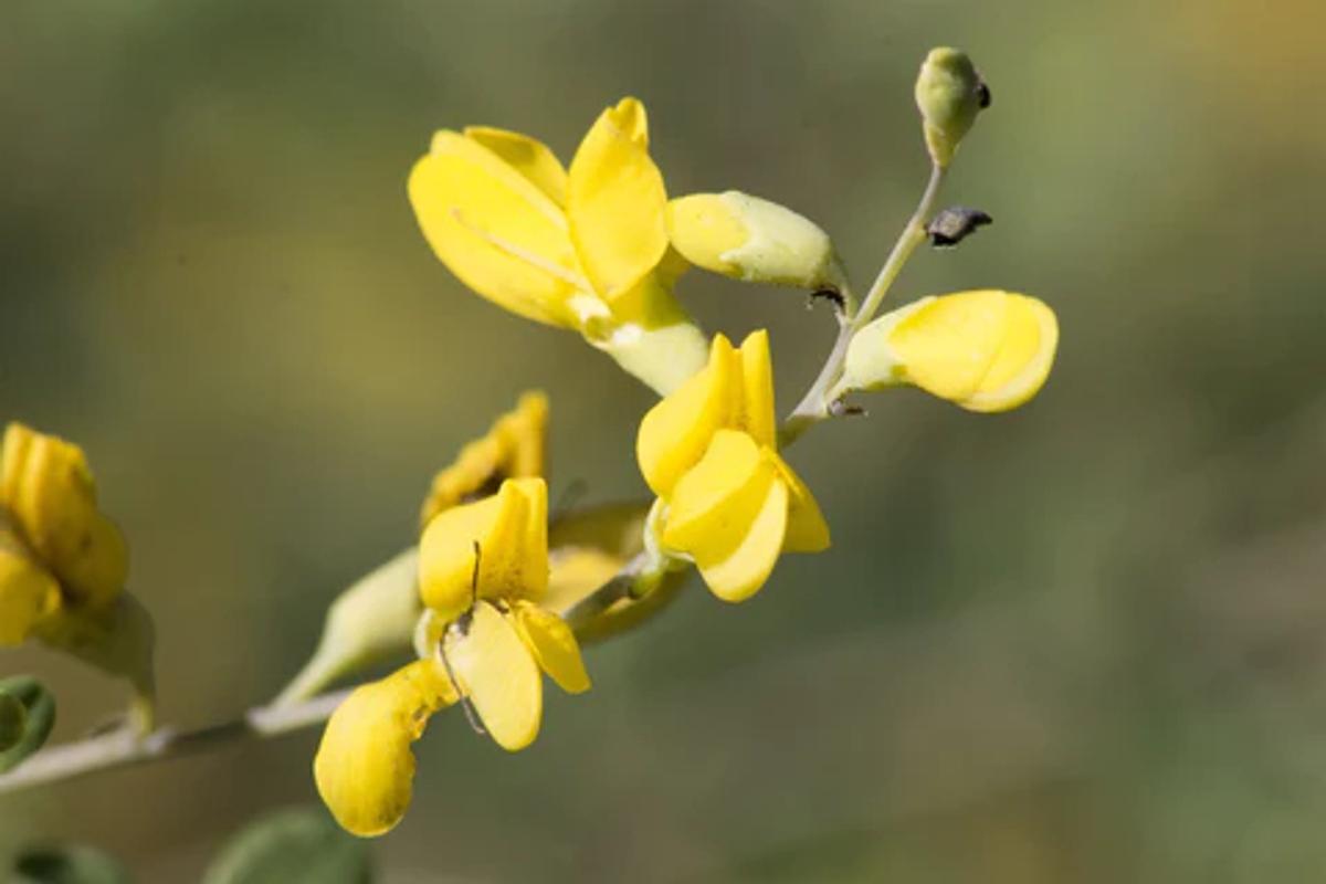 yellow wild indigo flowers