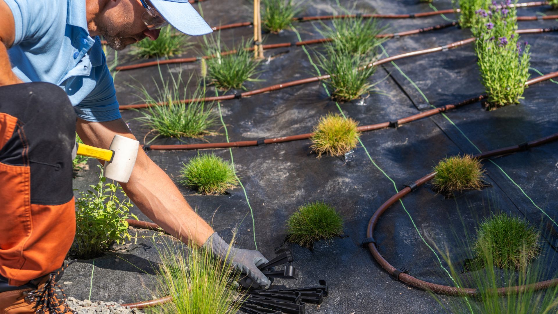 Hydrozoning native plants for efficient irrigation