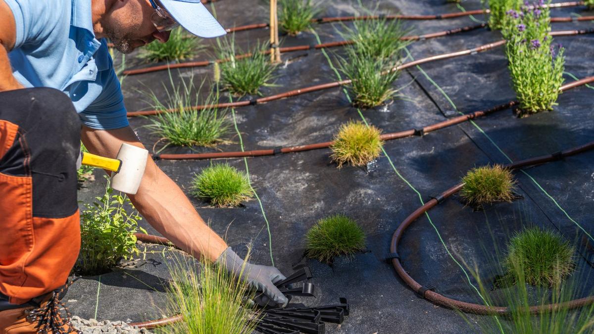 Hydrozoning native plants for efficient irrigation