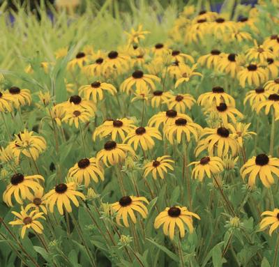A small meadow of yellow black-eyed susan flowers
