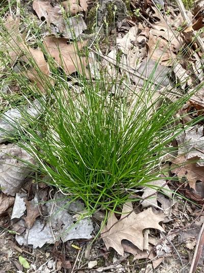 Close-up of White Tinged Sedge