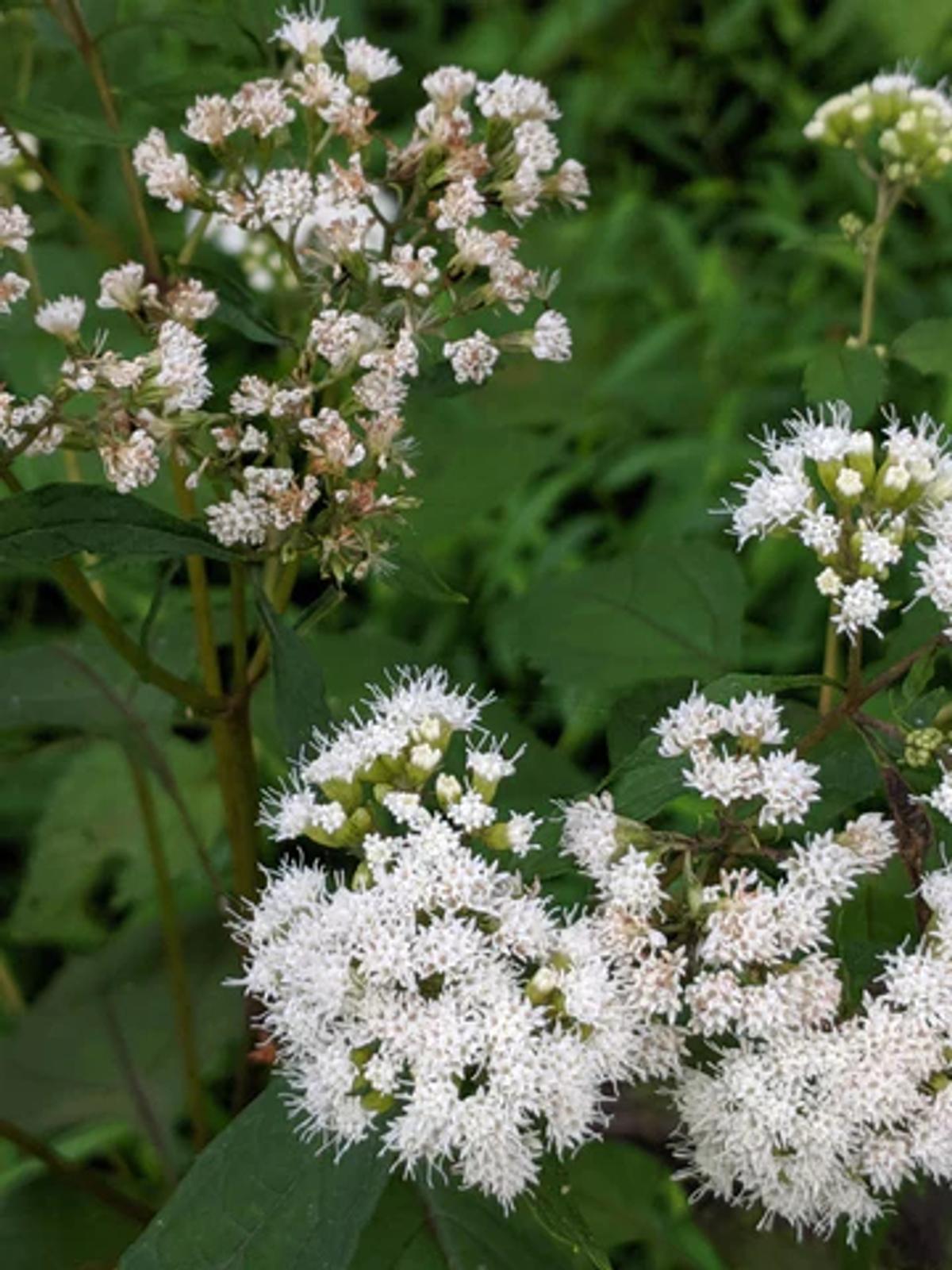 flat clusters of white flowers