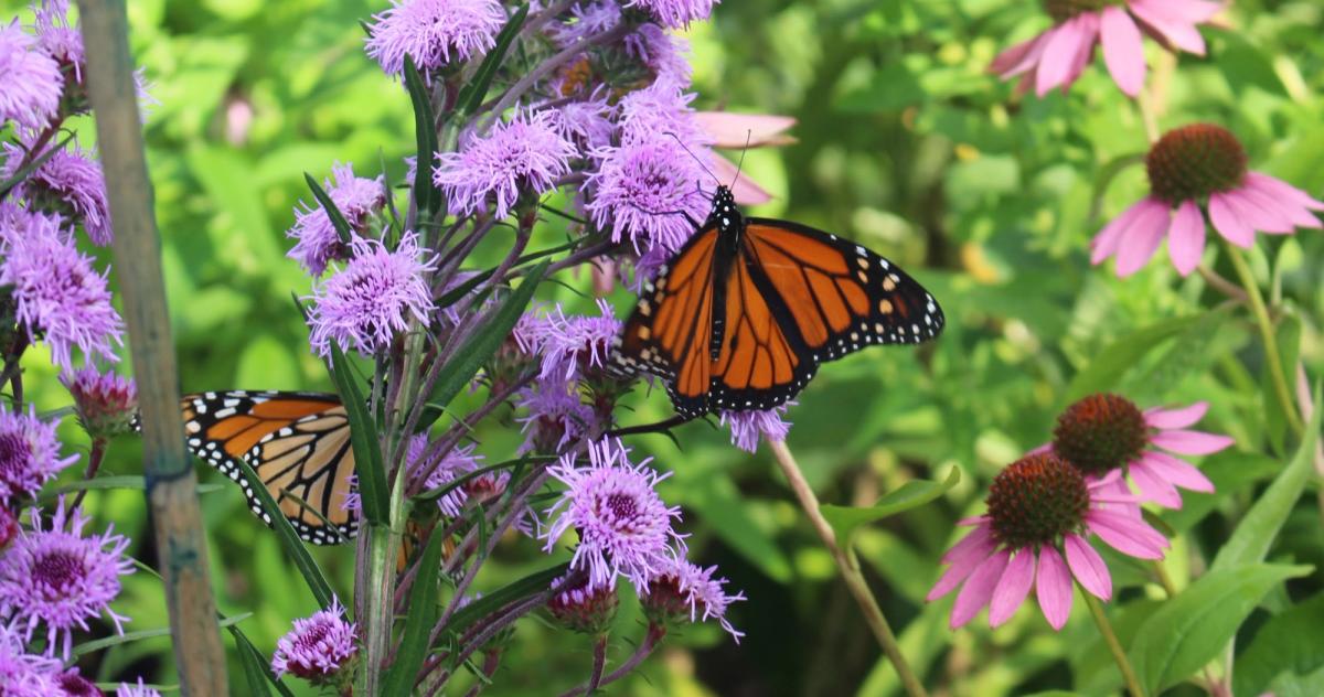 Monarch butterflies on a blazing star flower