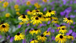 Black eyed Susans