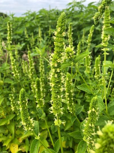 Close-up of Yellow Giant Hyssop