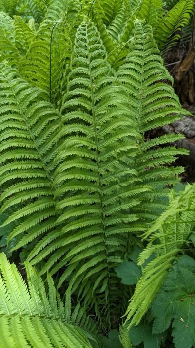 Close-up of Ostrich Fern