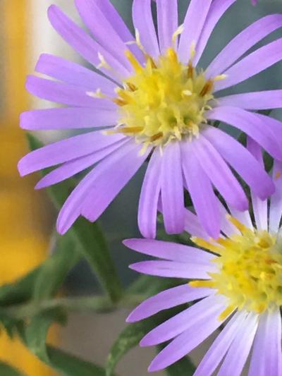 Close-up of Willow Aster