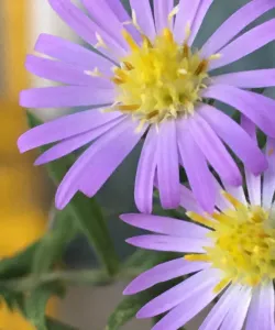 Close-up of Willow Aster
