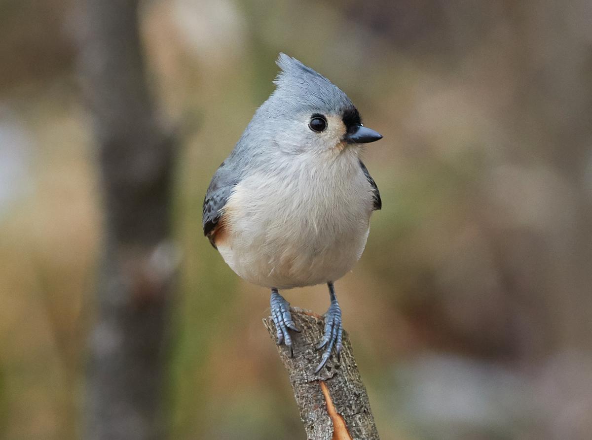 a tufted titmouse sitting on the end of a small branch