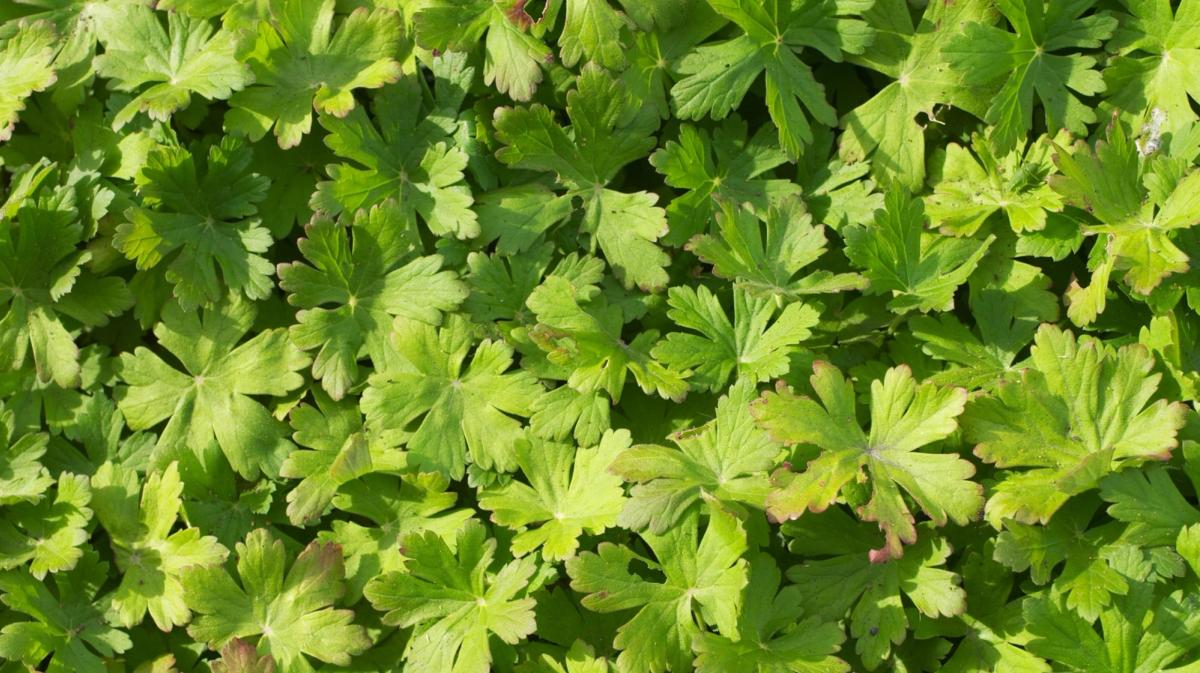 Wild Geranium Leaves