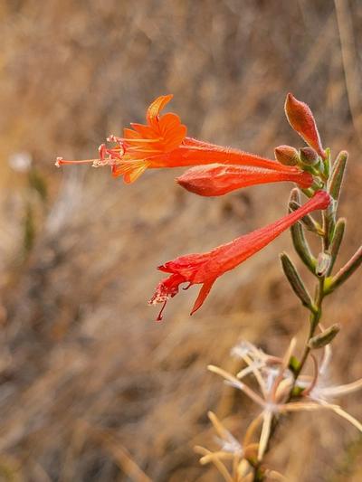 Close-up of California Fuchsia