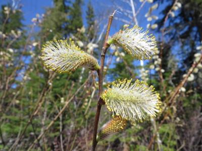 Close-up of Pussy Willow