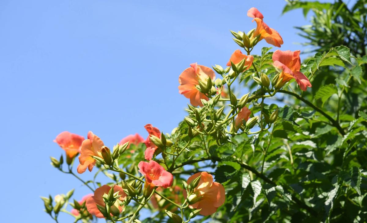 American Trumpet Vine