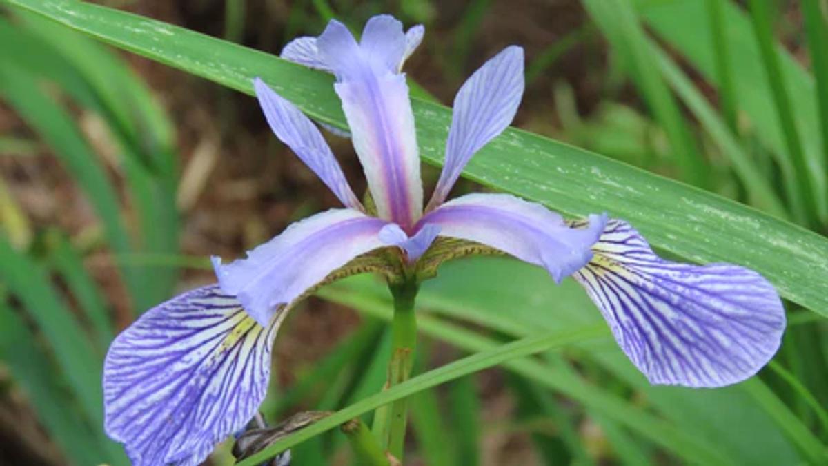 variegated purple iris flowers