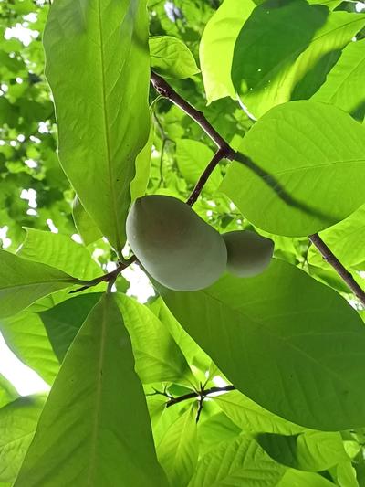 Close-up of Common Pawpaw