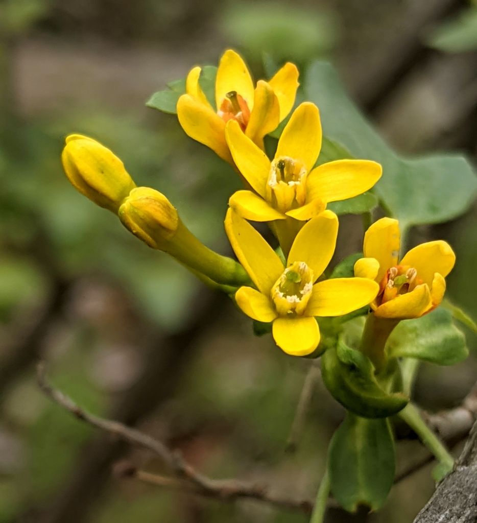 Close-up of Golden Currant