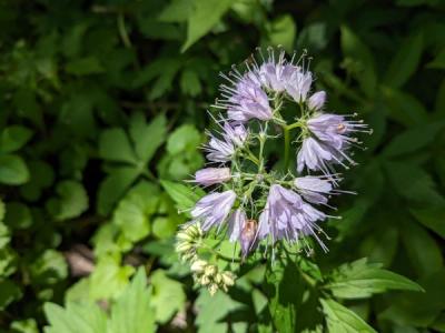 Close-up of Virginia Waterleaf