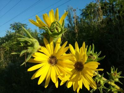 Close-up of Compass Plant